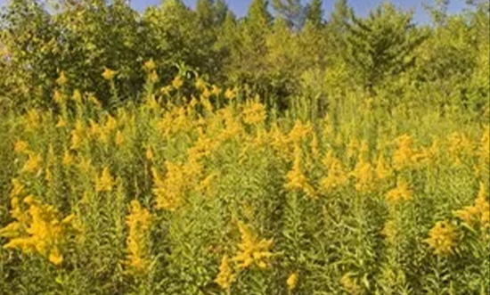 Field of yellow wildflowers under a clear blue sky