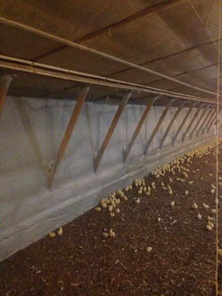 Spray foam insulation installation in poultry barn.