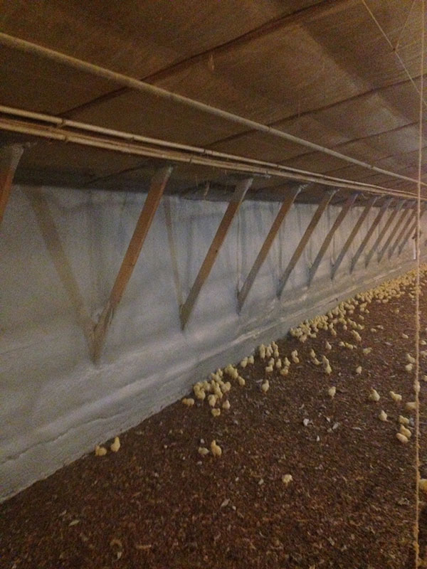 Spray foam insulation in a poultry barn with chickens.